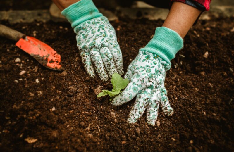 Gloved hands planting a seedling in dark garden soil