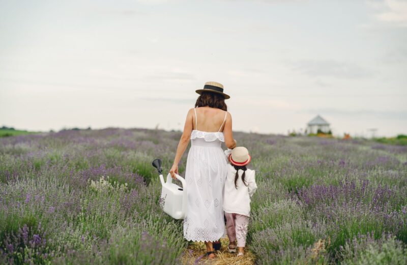 A mother and child walking through a lavender field, seen from behind