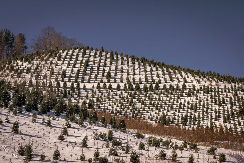 Rows of young pines covered in snow on a hillside under a clear winter sky