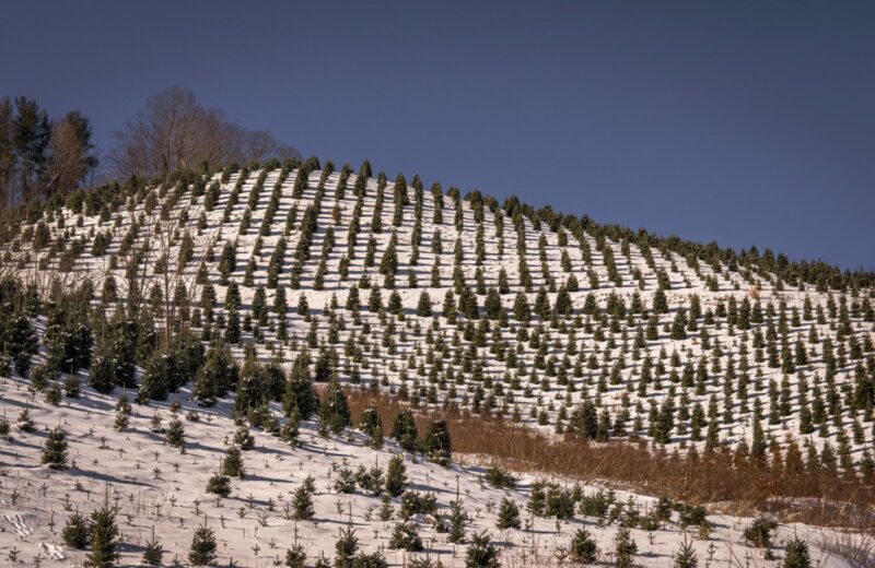 Rows of young pines covered in snow on a hillside under a clear winter sky