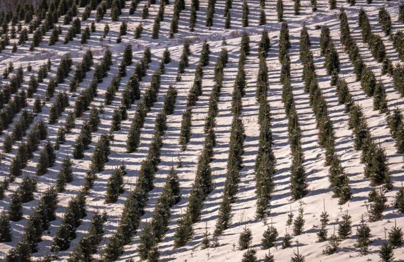 A Christmas tree farm from the air in winter, rows of young firs in the snow