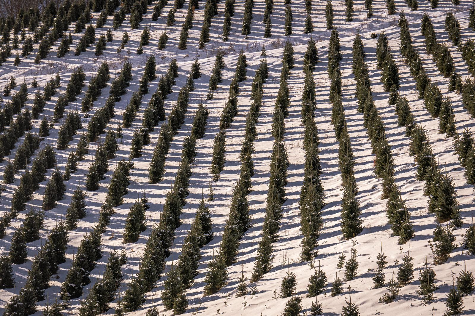 A Christmas tree farm from the air in winter, rows of young firs in the snow