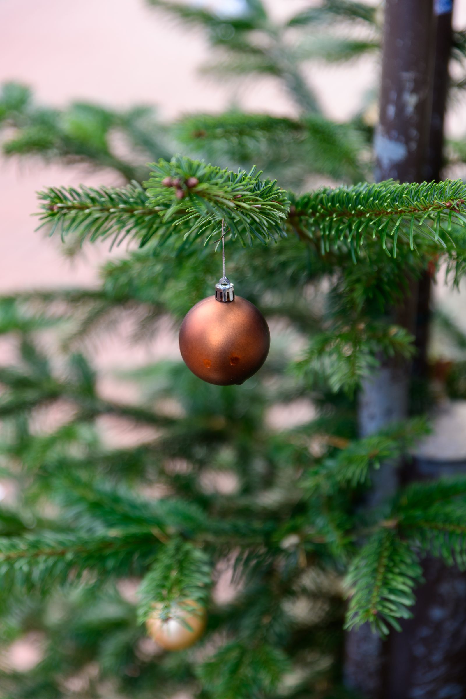 A single bronze bauble hanging from a fir branch outdoors