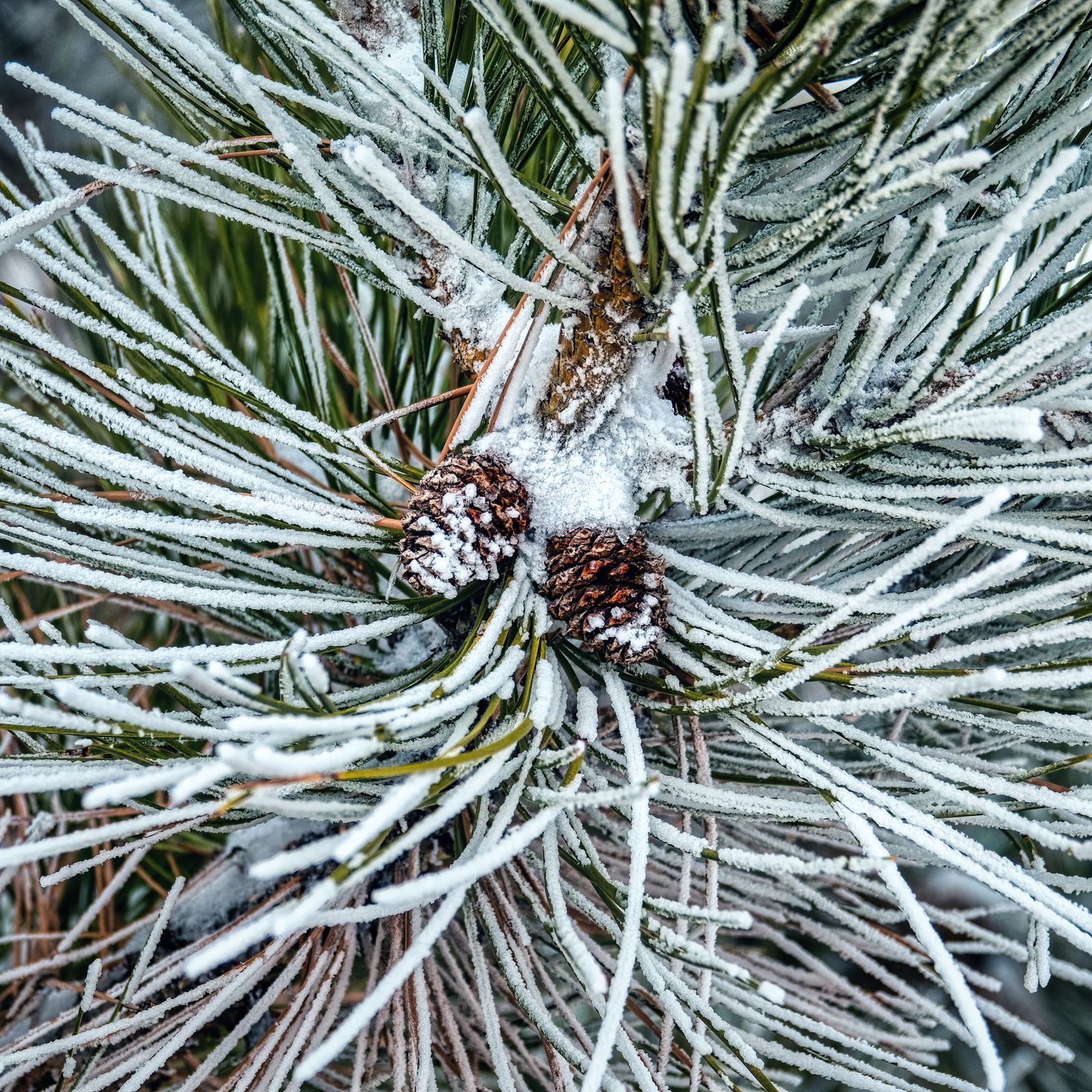 Snow-covered pine needles and cones on a branch, close up
