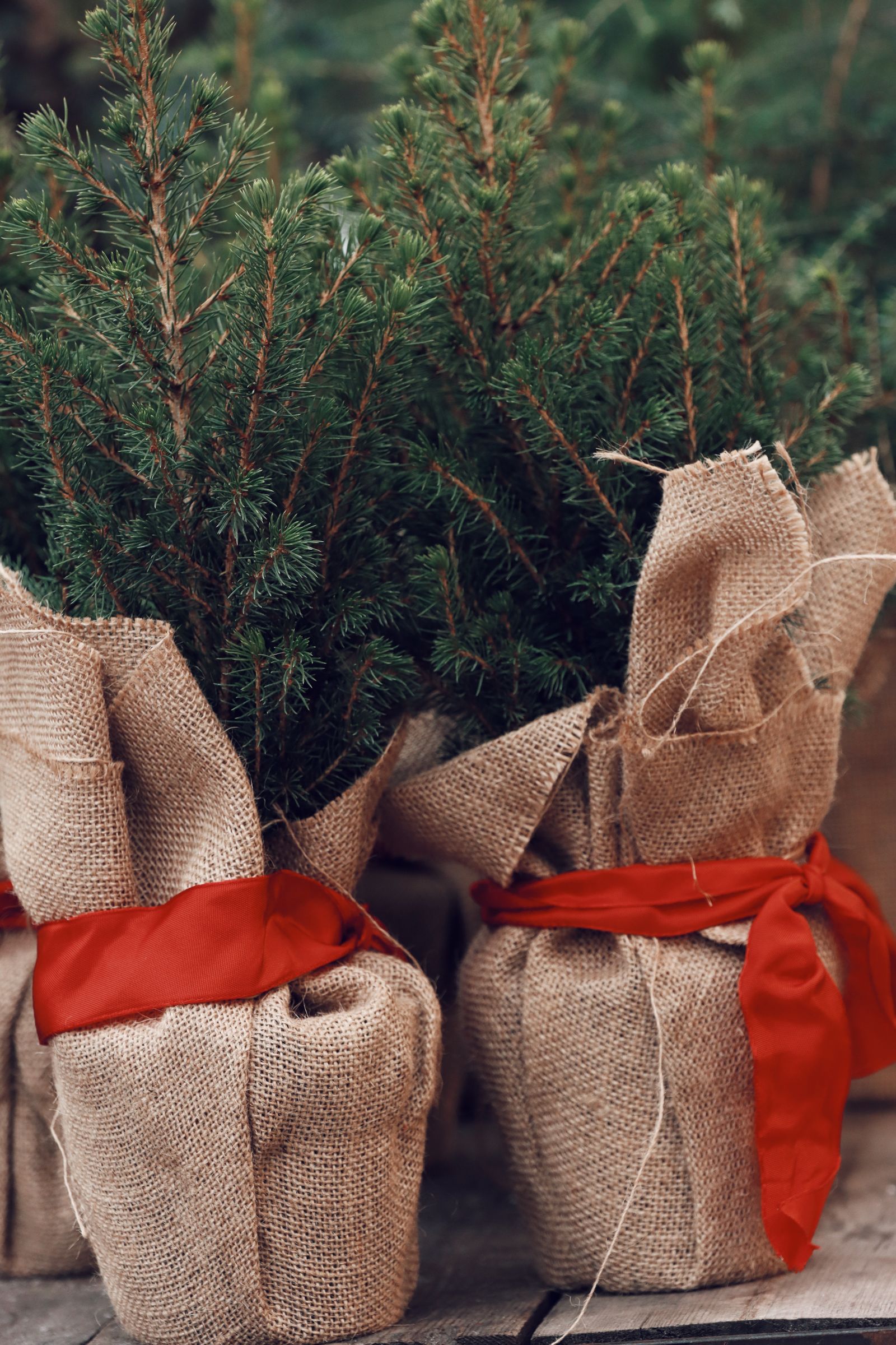 Small potted firs wrapped in burlap and tied with red ribbons