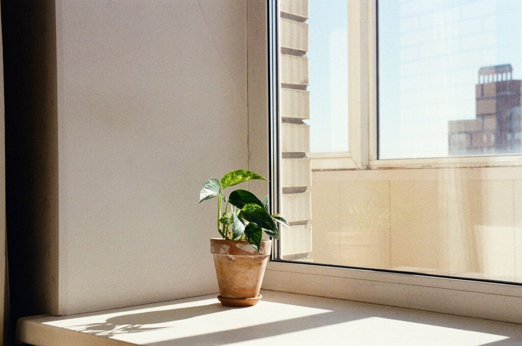 A sunlit potted plant on a windowsill