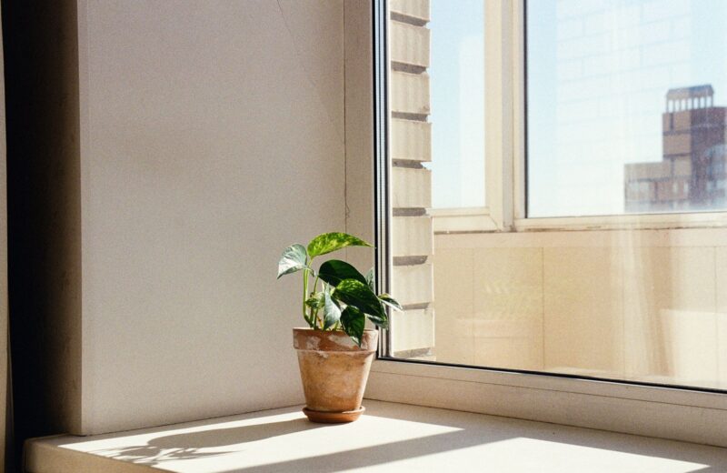 A sunlit potted plant on a windowsill