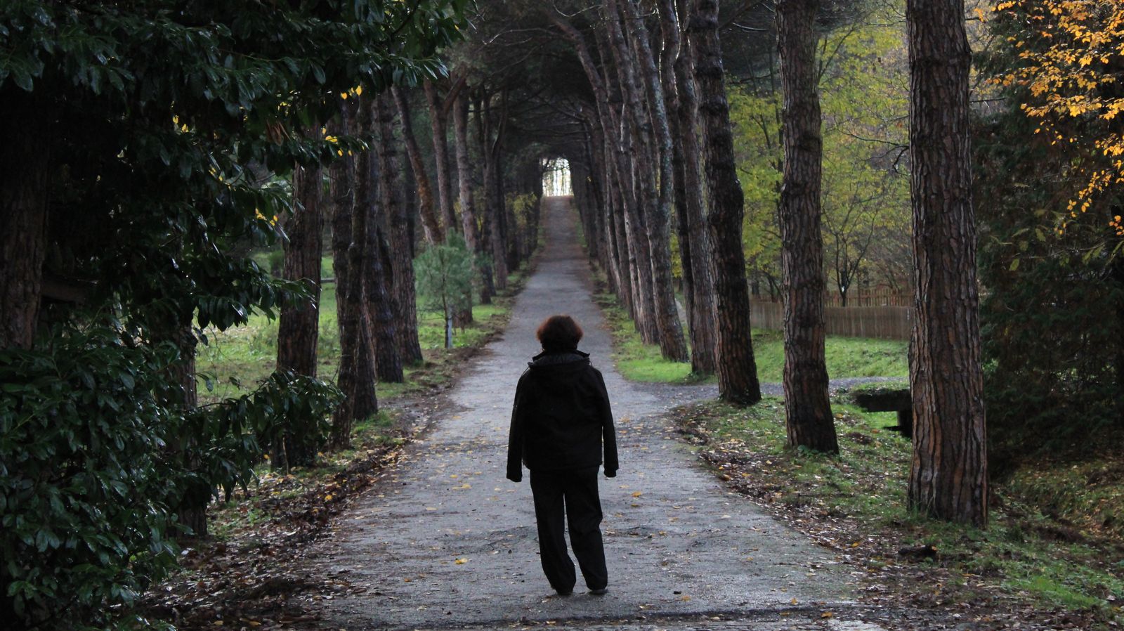 A person walking alone along a path between tall trees