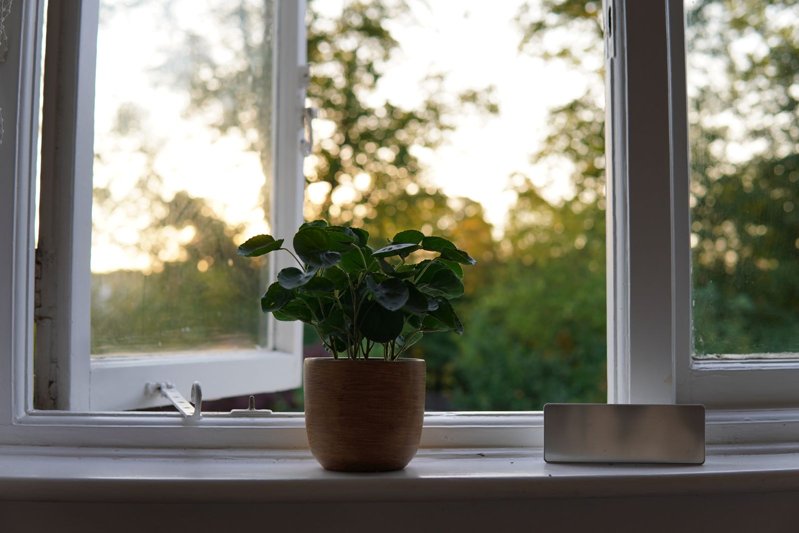 A potted plant on a windowsill in early morning light