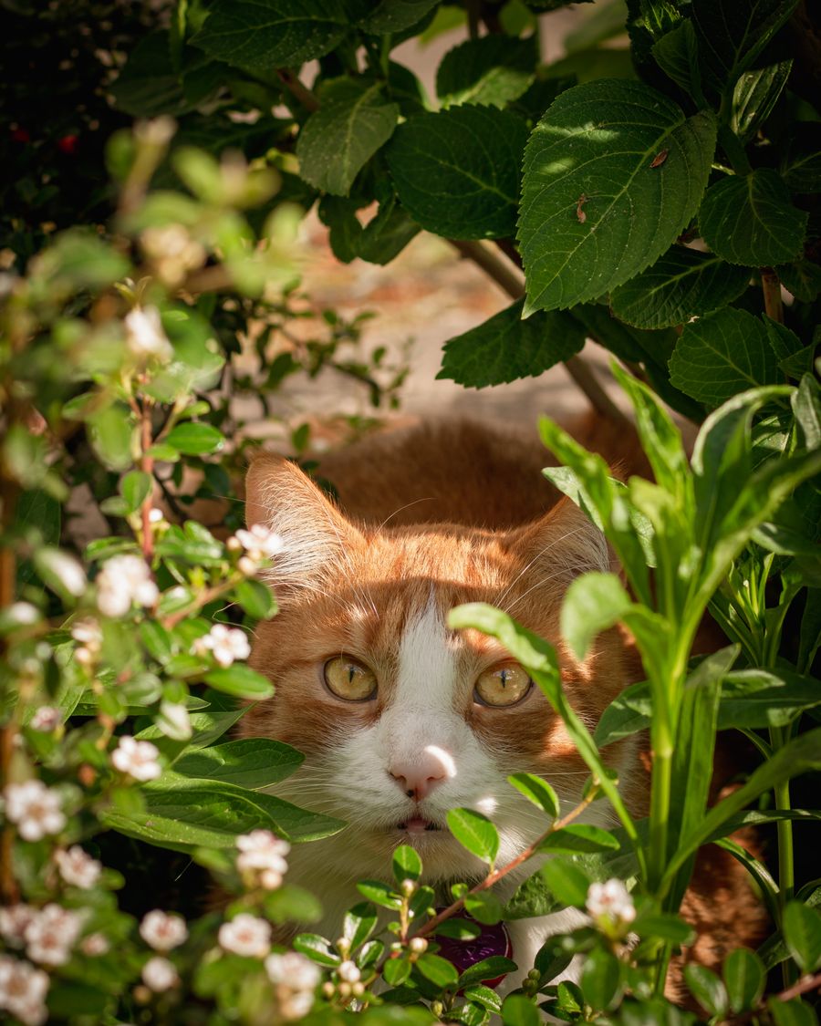 A ginger and white cat peeking through green leaves and small white flowers