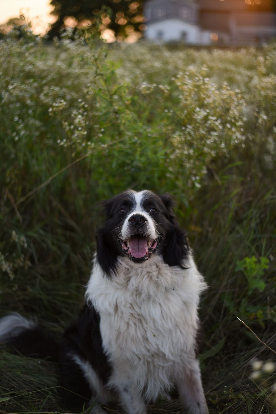 A black and white dog sitting in tall grass and wildflowers