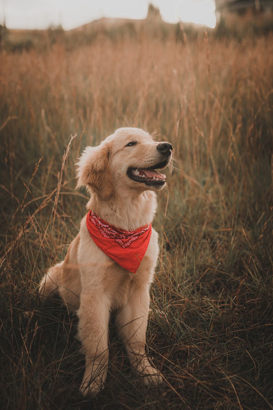 A golden retriever puppy with a red bandana sitting in long grass at sunset
