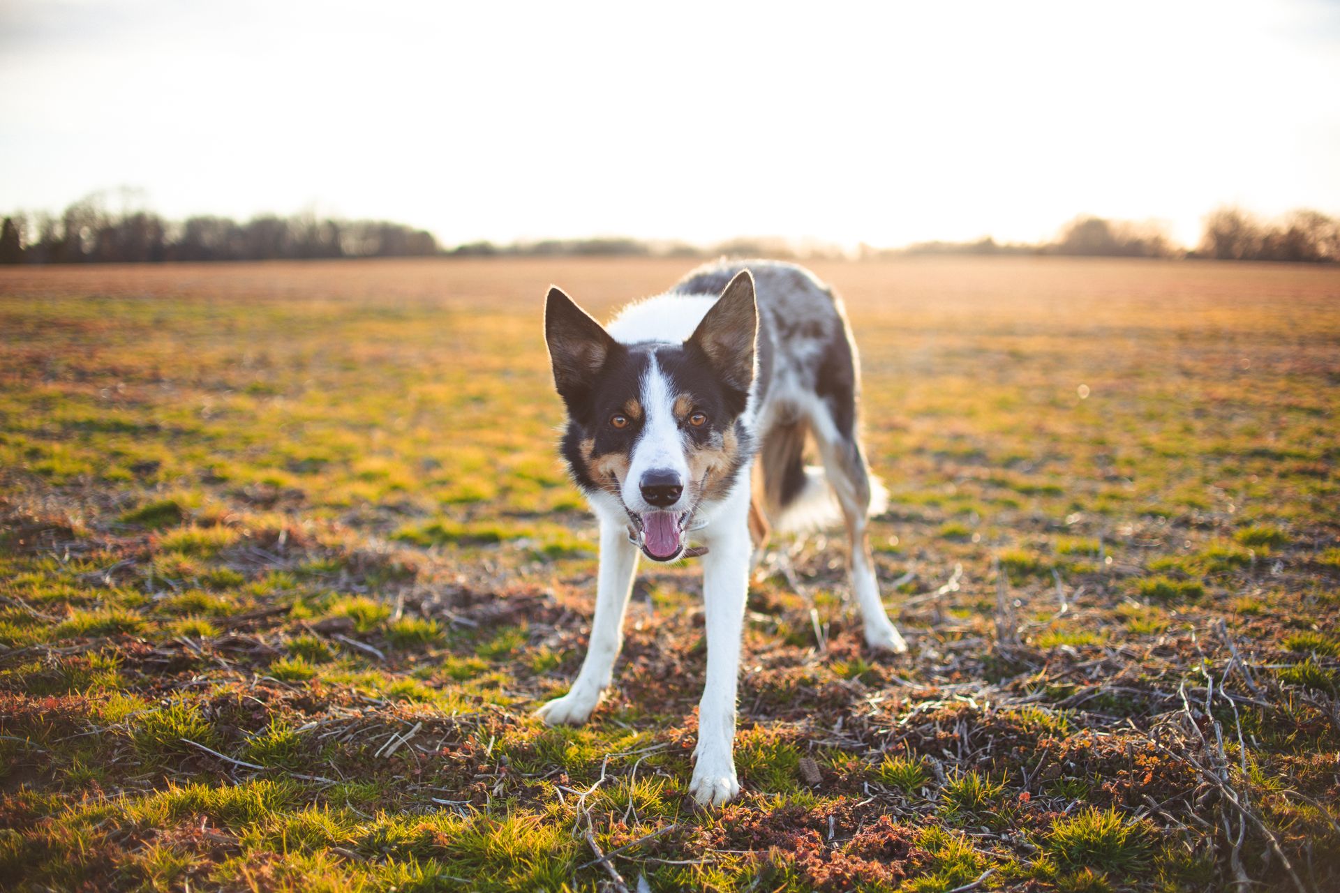A border collie standing in an open field at sunset