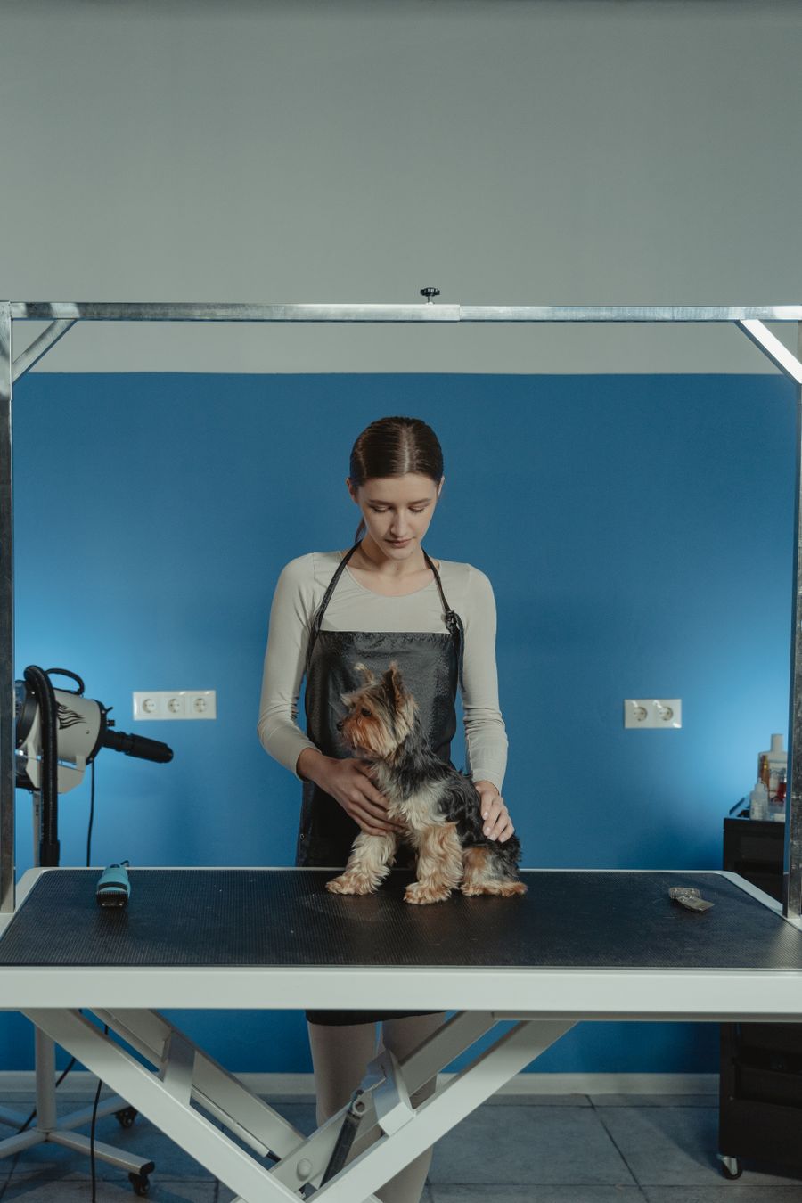 A groomer in a black apron holding a small terrier on the grooming table