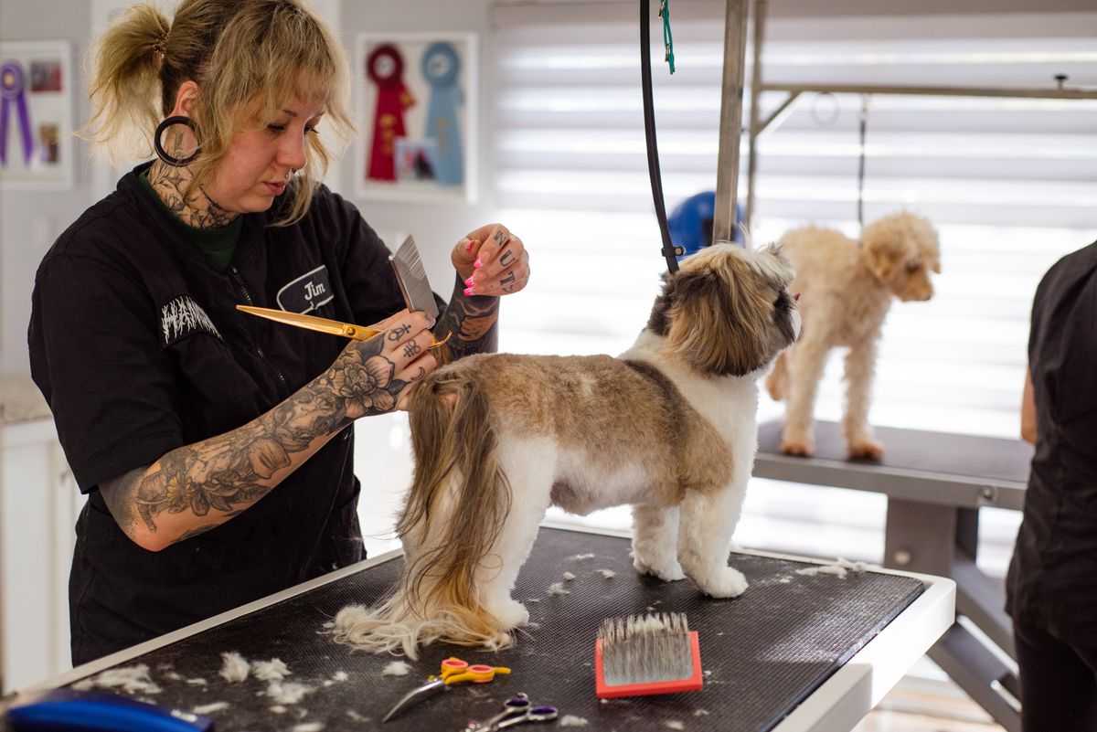 A groomer trimming a shih tzu on a grooming table while a second dog waits
