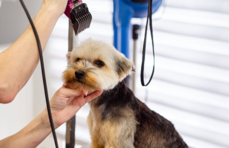 Hands brushing a Yorkshire terrier's face during a grooming session