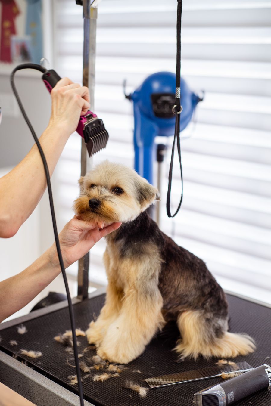 Hands brushing a Yorkshire terrier's face during a grooming session