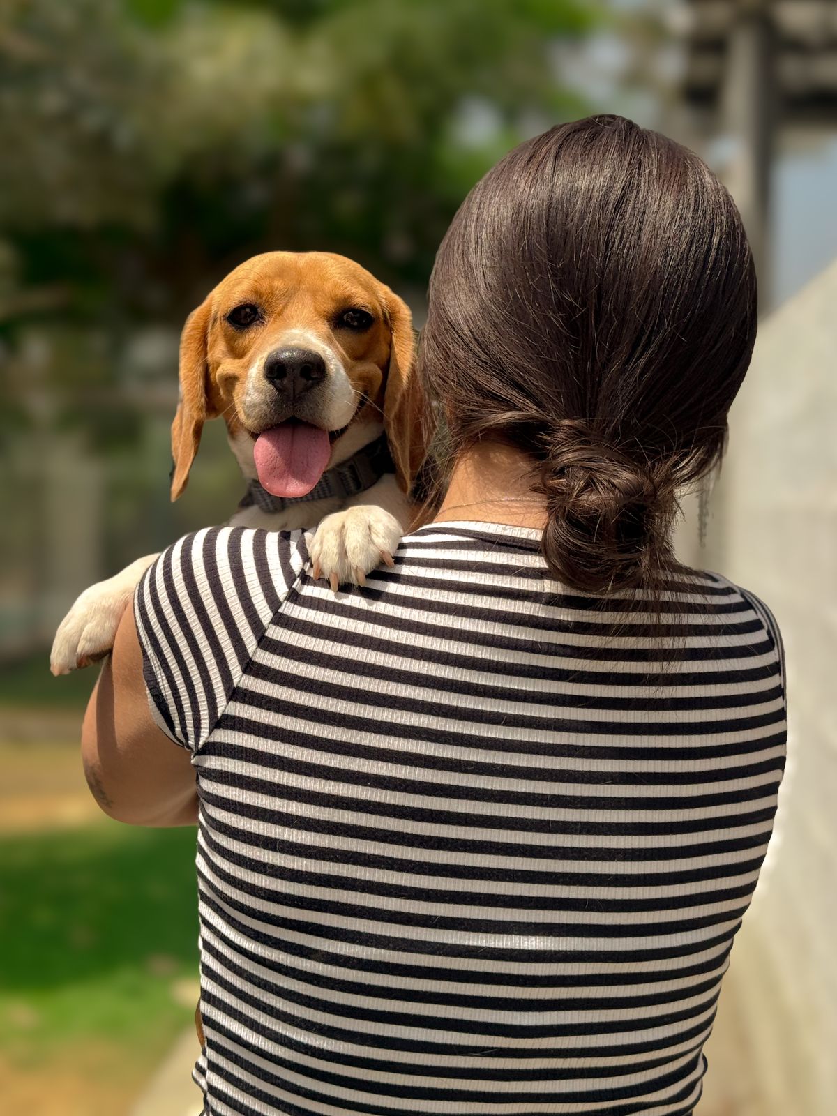 A woman seen from behind carrying a happy beagle over her shoulder outdoors