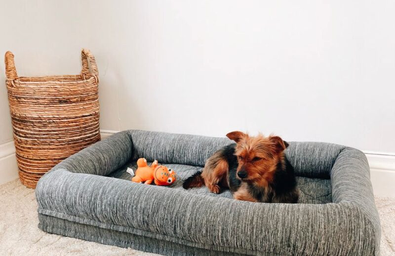 A Yorkshire terrier resting in a grey cushion bed with a soft toy