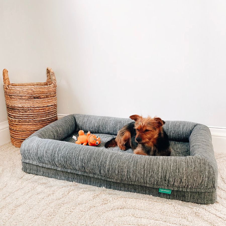 A Yorkshire terrier resting in a grey cushion bed with a soft toy