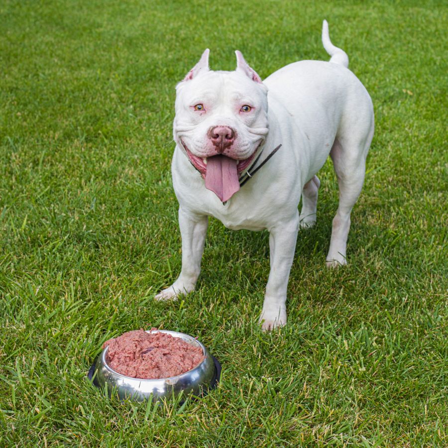 A white dog standing on grass next to a full metal food bowl
