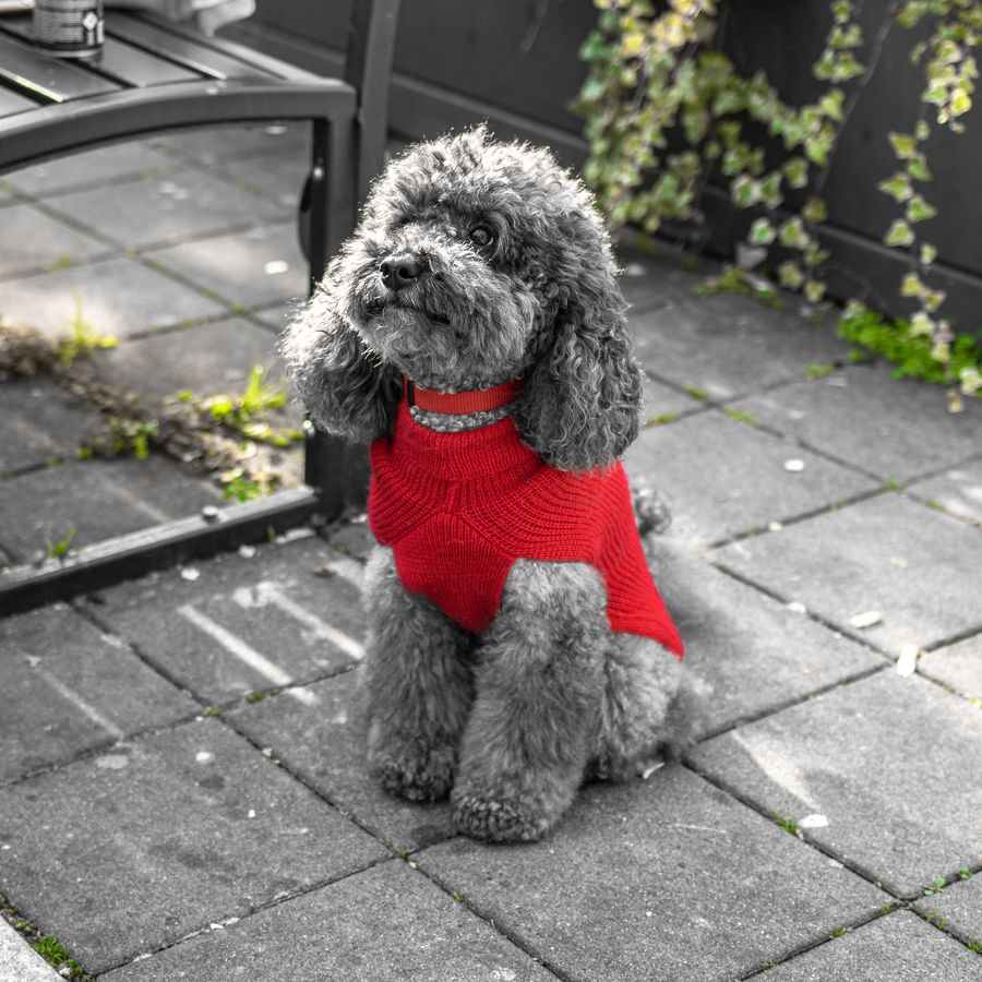 A grey toy poodle in a red knitted jumper sitting on a stone patio