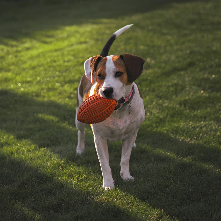 A beagle on a sunny lawn holding an orange rubber toy in its mouth