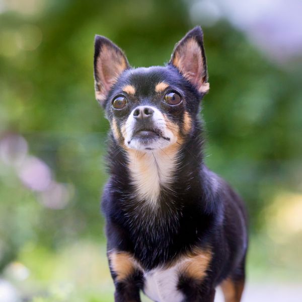 A black and tan chihuahua standing alert in a garden