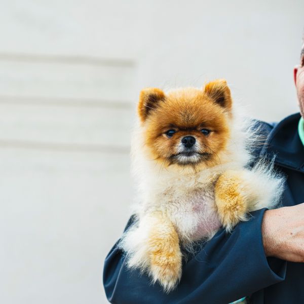 A fluffy Pomeranian held in its owner's arm on a sunny day