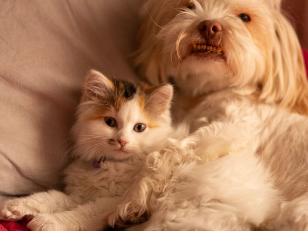 A fluffy kitten and a dog cuddled up together on a bed