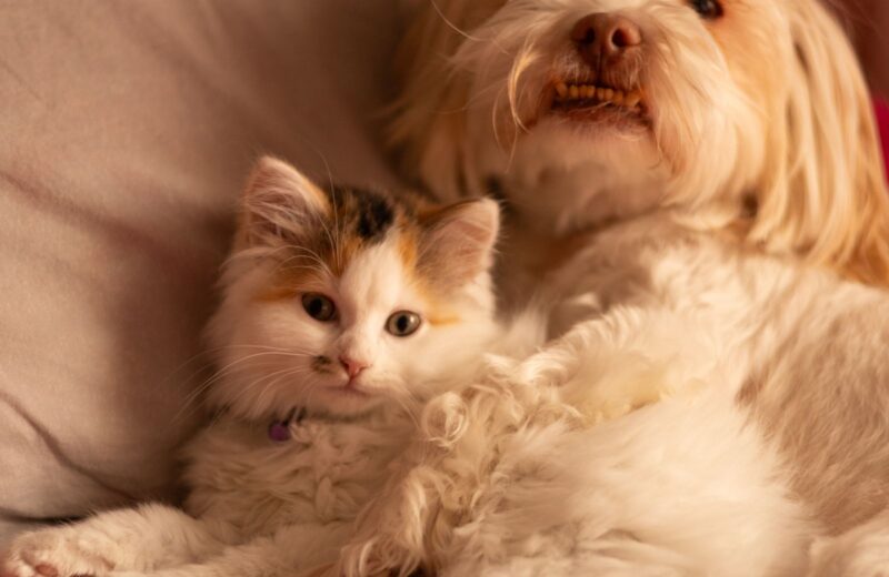 A fluffy kitten and a dog cuddled up together on a bed