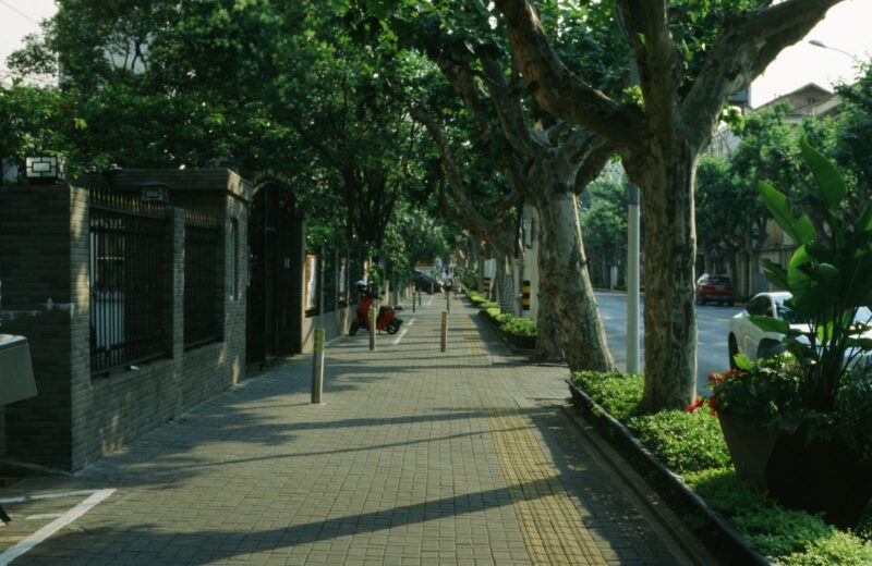 A tree-lined sidewalk in the city on a sunny day