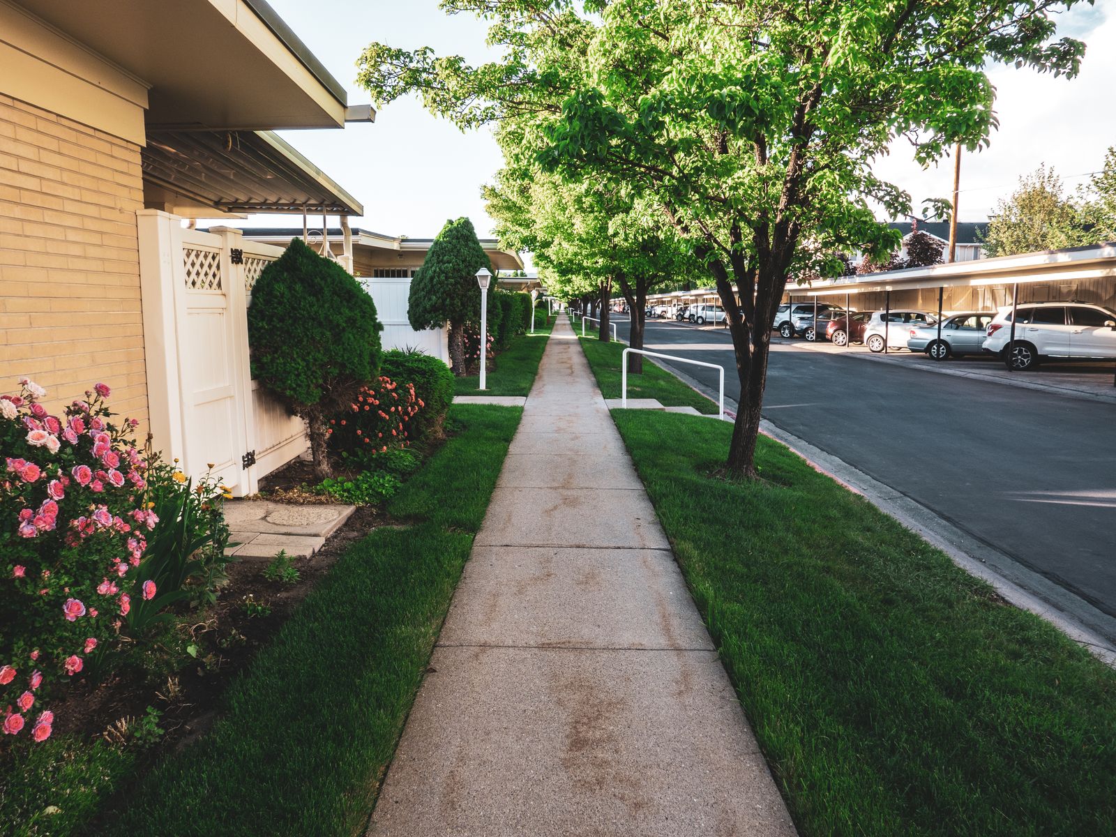 Residential street with a sidewalk, lawns and trees