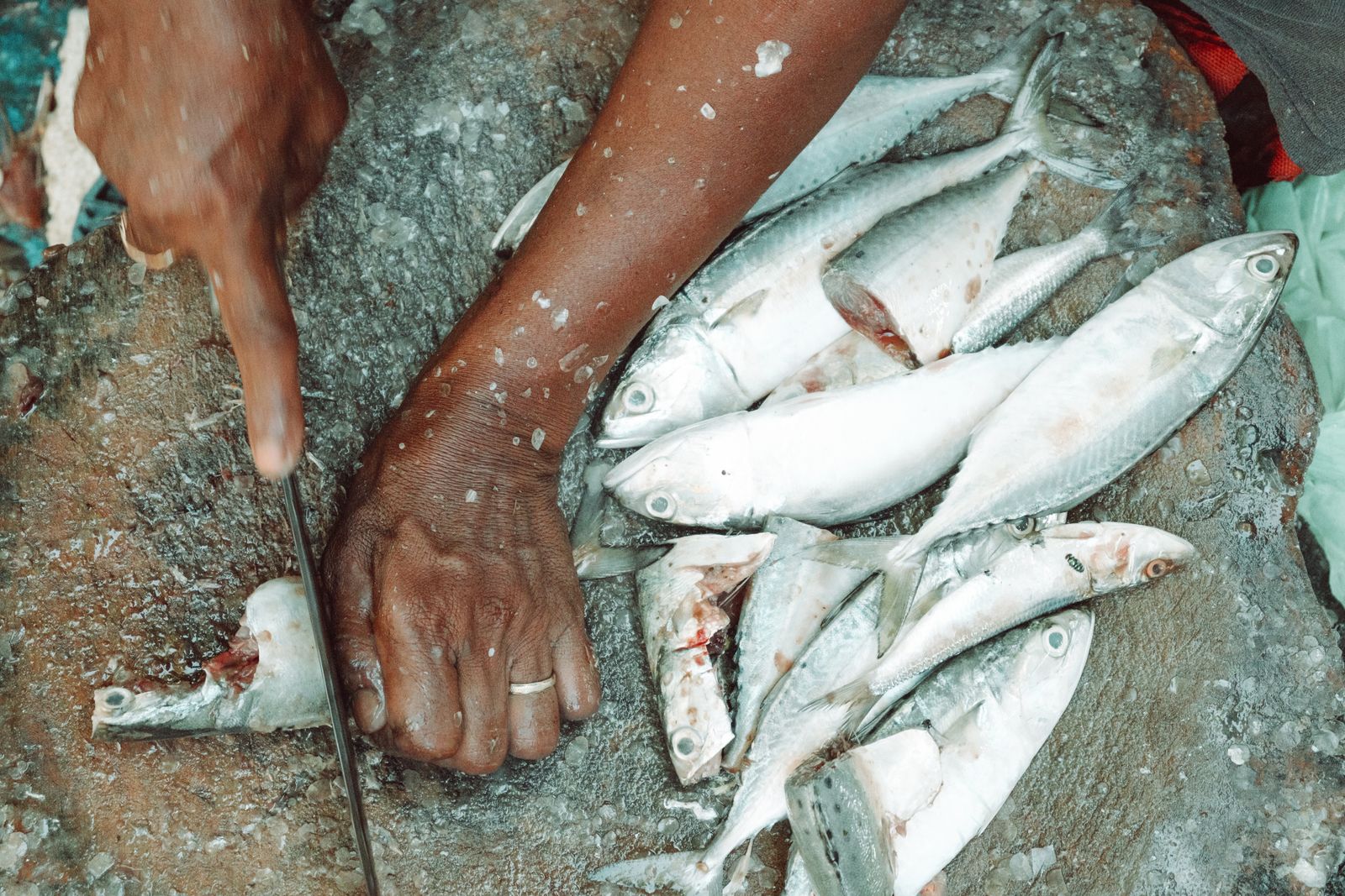 Hands cleaning small fish with a knife on a bed of ice