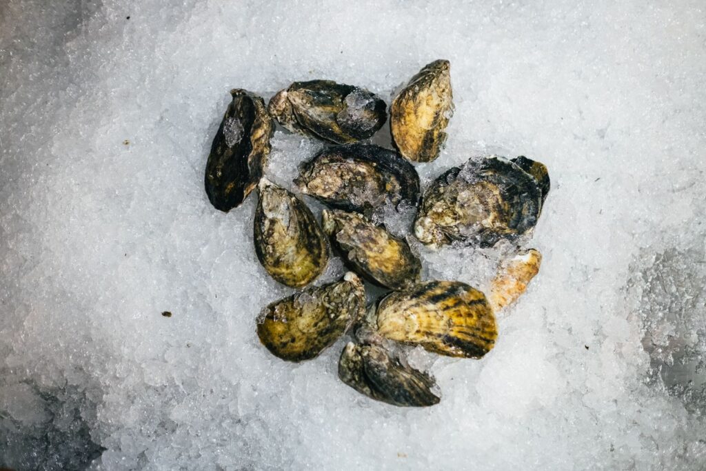 Closed rock oysters on crushed ice