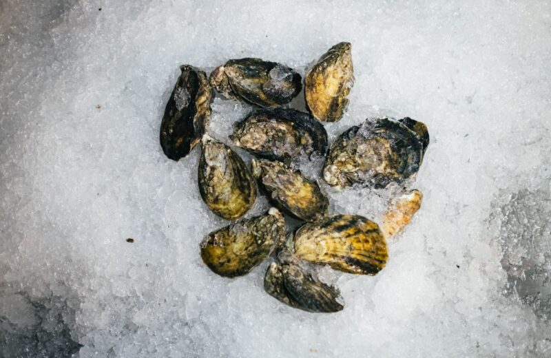 Closed rock oysters on crushed ice