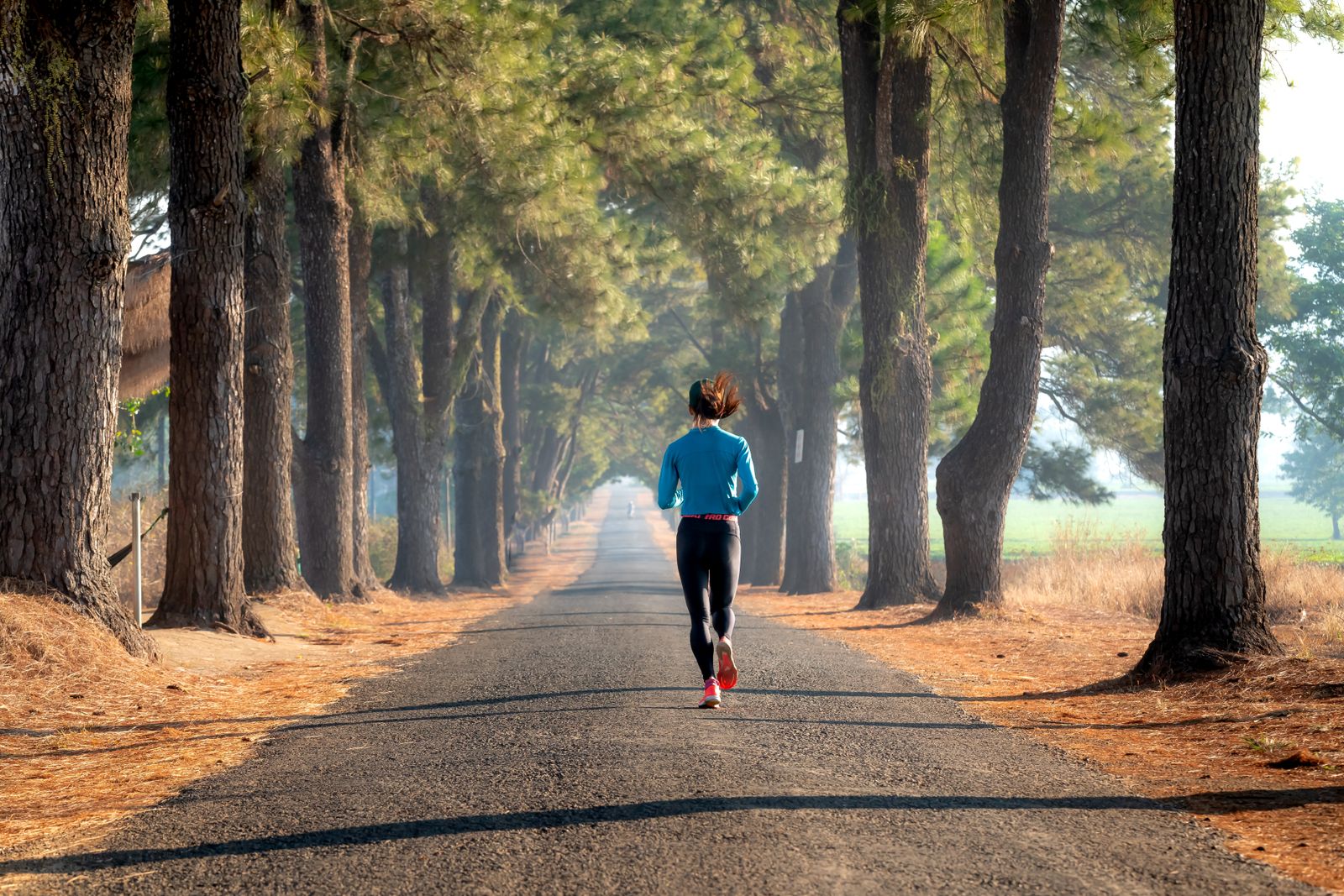 A runner in a blue top and black tights on a long straight road between tall pines, seen from behind