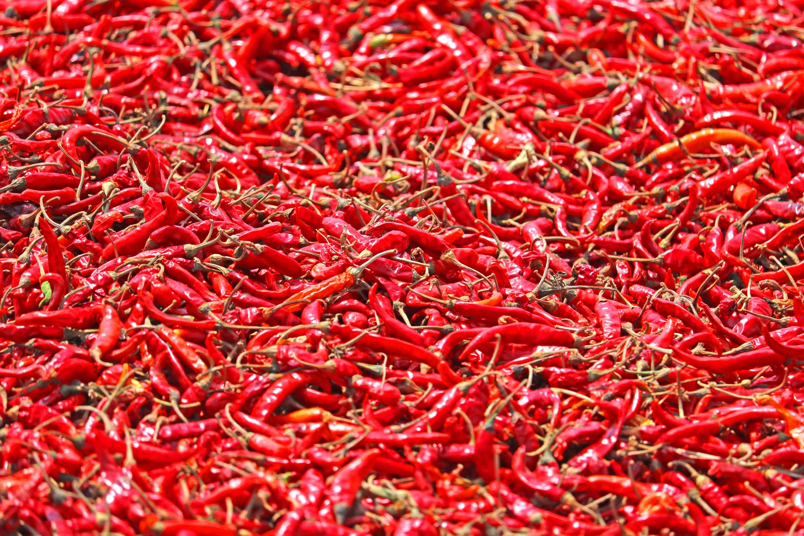 A heap of sun-dried red chillies