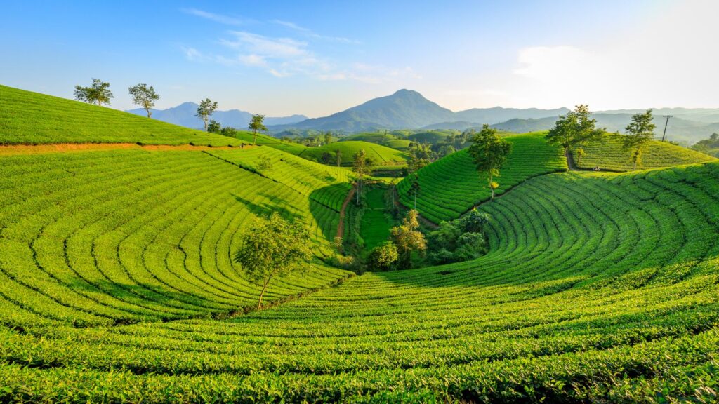 Tea plantation hills under a clear morning sky