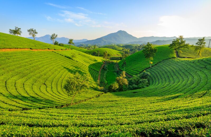 Tea plantation hills under a clear morning sky