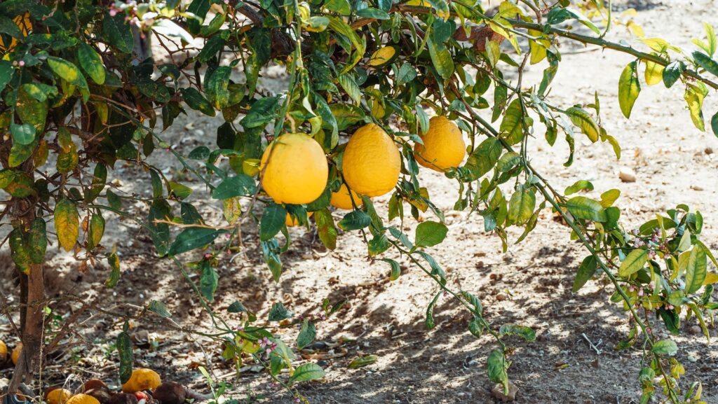 Ripe lemons hanging on a tree in a sunny orchard