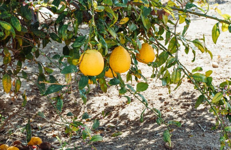 Ripe lemons hanging on a tree in a sunny orchard