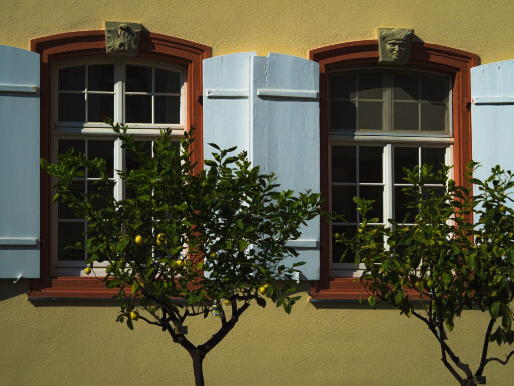 Two windows with pale blue shutters and the shadows of citrus trees on a yellow wall