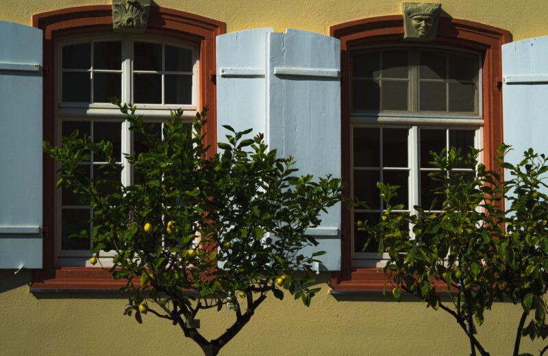 Two windows with pale blue shutters and the shadows of citrus trees on a yellow wall