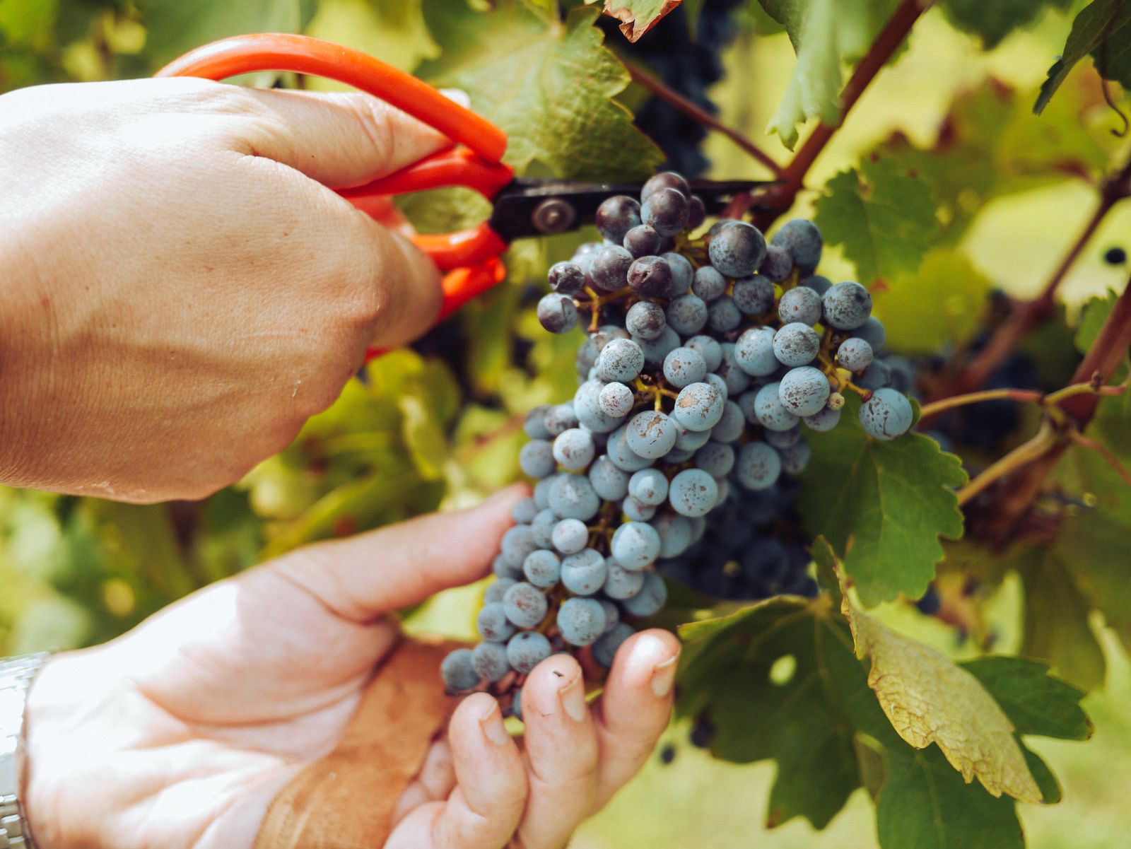 Hands cutting a bunch of dark grapes from the vine with red secateurs