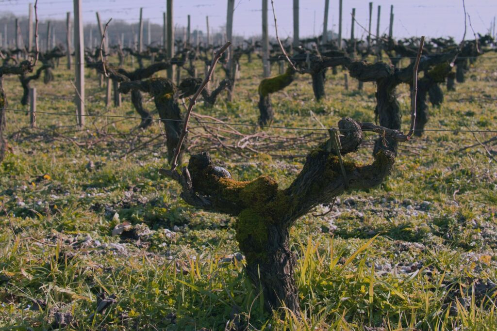 Old leafless vines in a vineyard in winter