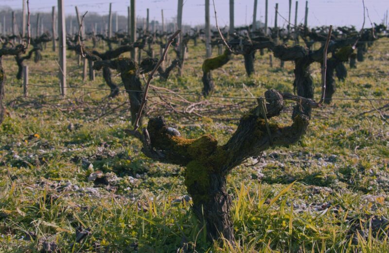 Old leafless vines in a vineyard in winter