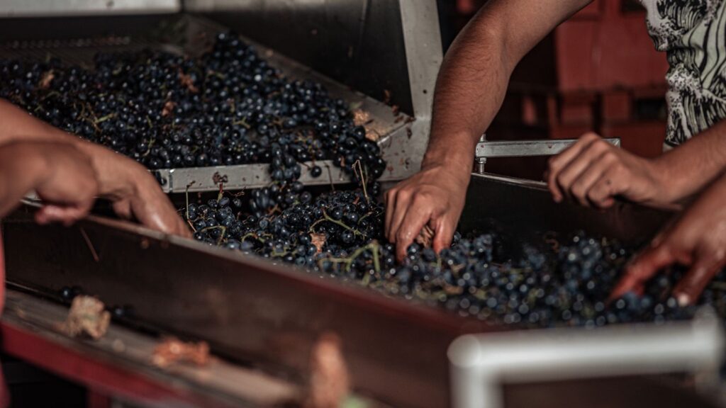 Pickers sorting freshly picked grapes on a sorting table