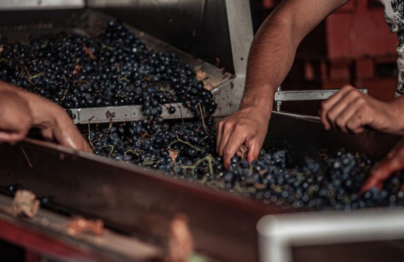 Pickers sorting freshly picked grapes on a sorting table